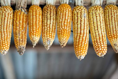 Olgun kurutulmuş mısır koçanı sallanıyor. Olgun sarı mısır. mısır..