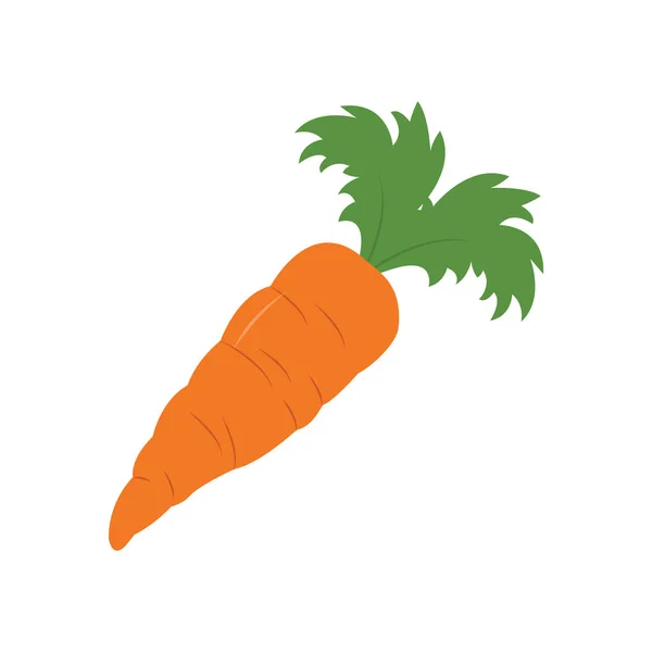 Zanahoria Gran Diseño Para Cualquier Propósito Vegetales Frescos Sanos Alimento — Vector de stock