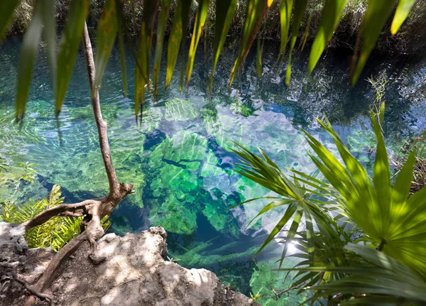图卢姆和普拉亚德尔卡门附近的墨西哥旅游胜地Cenote Casa Tortuga — 图库照片