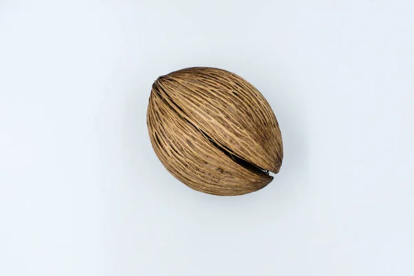 beyaz arkaplanda kuru İntihar Ağacı tohumu