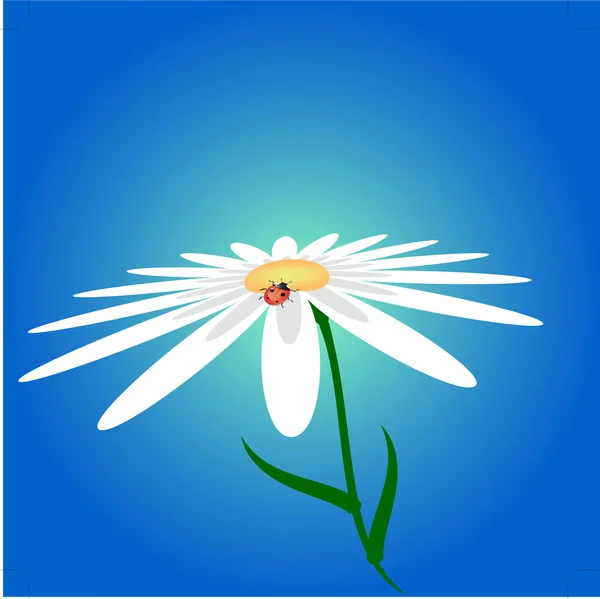 uğur böceği ve çiçek