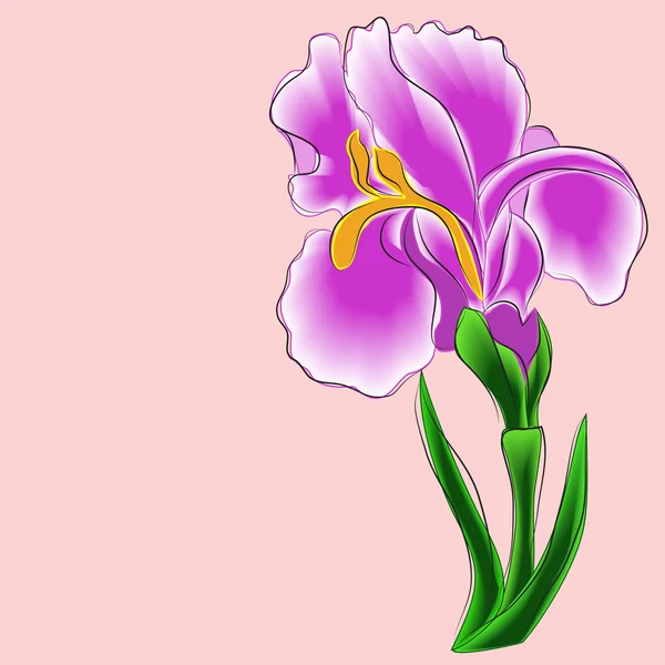 Iris auf rosa Hintergrund — Stockvektor
