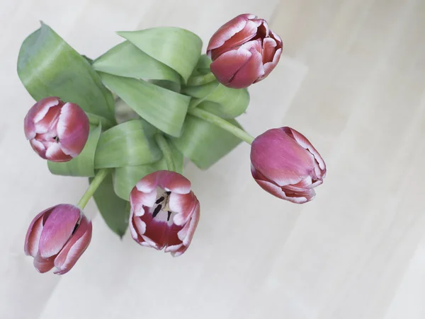 Bouquet of tulips — Stock Photo, Image