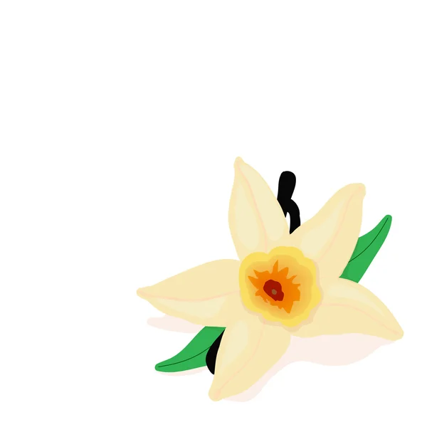 La flor de vainilla — Vector de stock