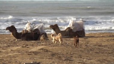 Fas 'ın Atlantik Okyanusu kıyısındaki kumlu bir sahilde develer ve köpekler, yavaş çekim.