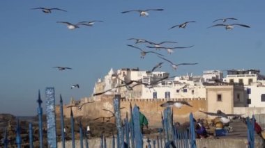 Essaouira, Fas. Martıların Yavaş Hareketi Tahta Kaldırımın Üzerinde Uçuyor