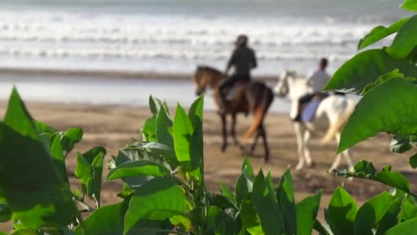 Jízda na koni na písečné pláži, africké pobřeží, zpomalení — Stock video