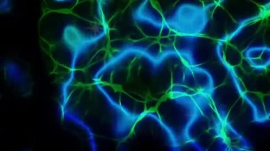 Blue-green beams of light, having the structure of a plasma, are constantly changing their shape. Dark background. Endless cycle. The loop.