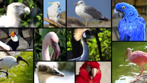 Portretten van vogels, collage — Stockvideo