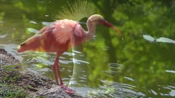 Portraits of birds, edited sequence — Stock Video