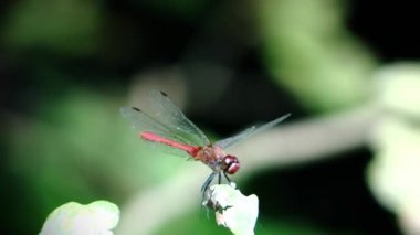 ağaç altındaki çalılık, düzenlenen sıra