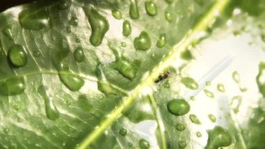 küçük büyük bir dünya, düzenlenen sıra