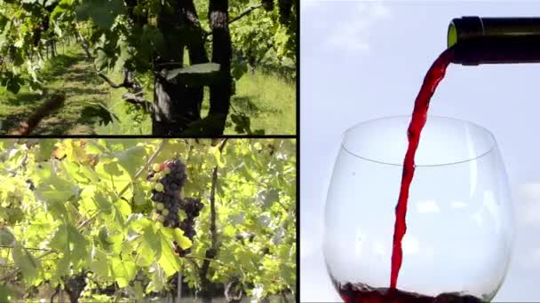 Vinstockar och vin — Stockvideo