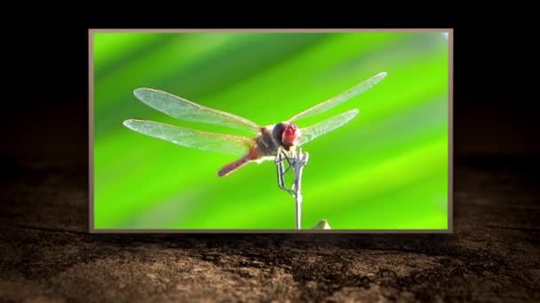 Монтаж насекомых — стоковое видео
