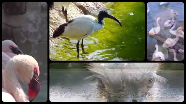 Die Welt der Vögel — Stockvideo