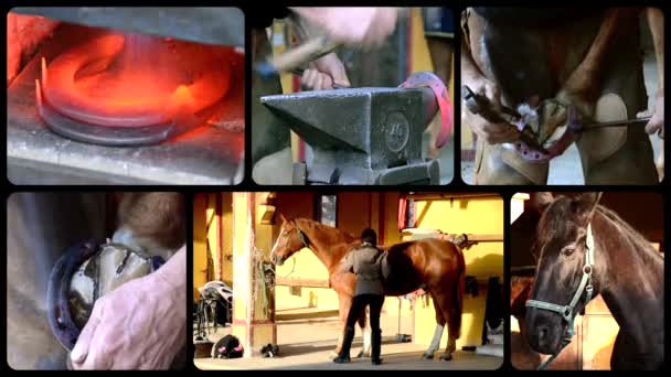 Άλογο φροντίδας κολάζ — Αρχείο Βίντεο