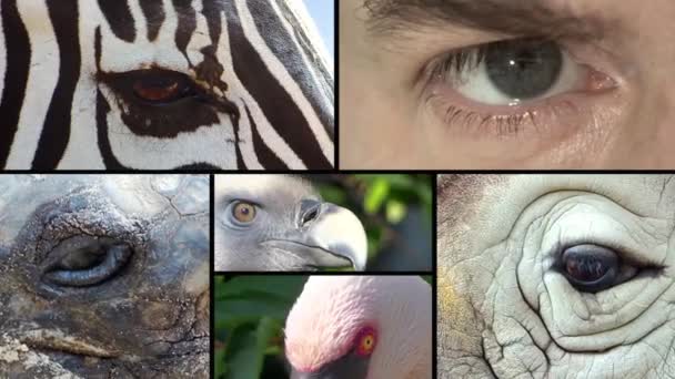 Olhos, colagem — Vídeo de Stock