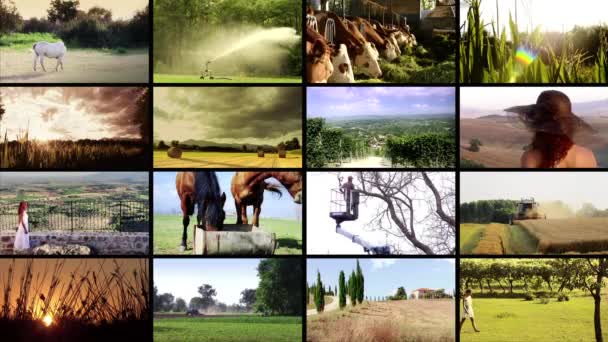 Collage agricole — Video