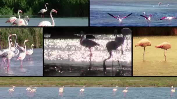 Flamingos, collage — Stock Video