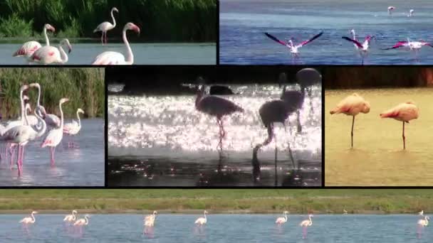 Flamingos, Collage — Stockvideo