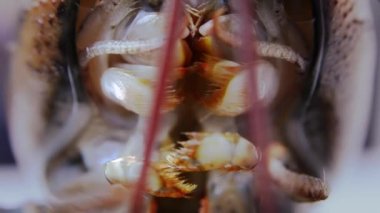 ıstakoz yakın up, düzenlenen sıra