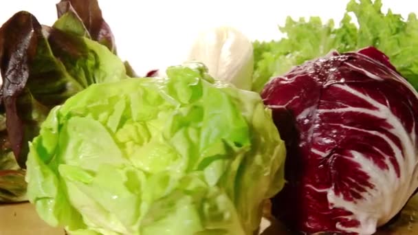 Lettuce — Stock Video