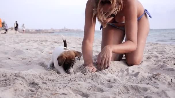 Джек Рассел і красива дівчина у відпустці — стокове відео