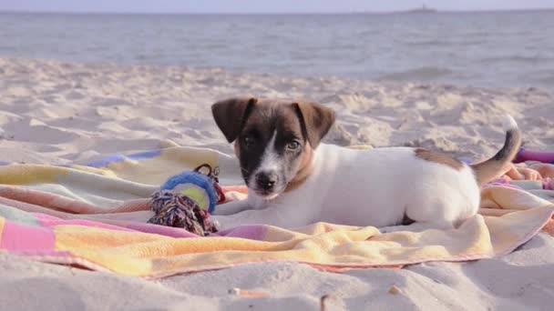 Jack russel op vakantie — Stockvideo