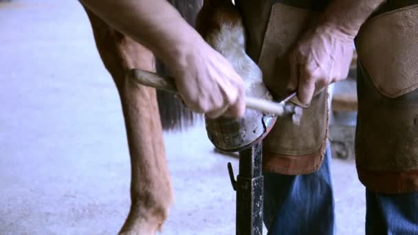 Horse shoeing — Stock Video