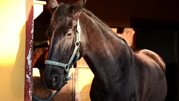 Horse portrait — Stock Video