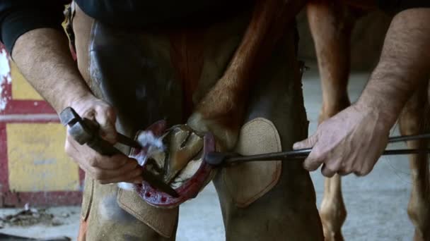 马的蹄铁匠 — 图库视频影像