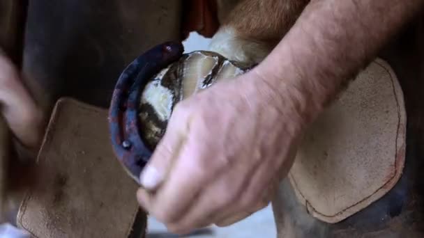 Farrier equino en el trabajo — Vídeo de stock