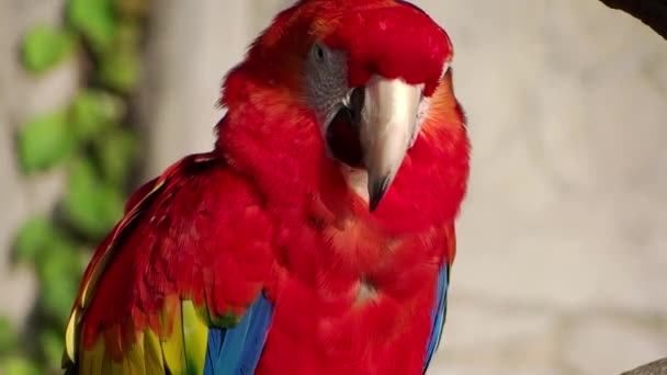 Perroquet rouge 