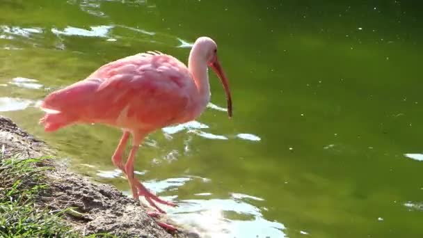 Red ibis — Stock Video