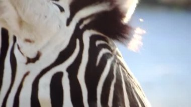 Zebra göz yakın çekim