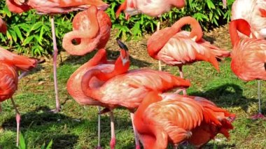 Amerikan flamingolar