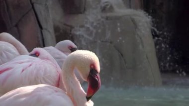 Flamingolar