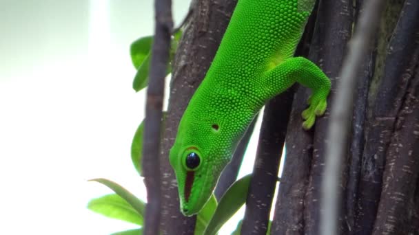 Gecko ! — Video