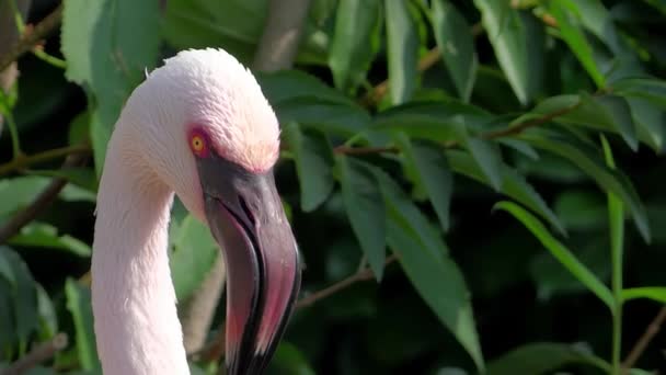 Flamingo portret close-up — Stockvideo