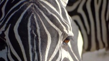 Zebra yakın çekim