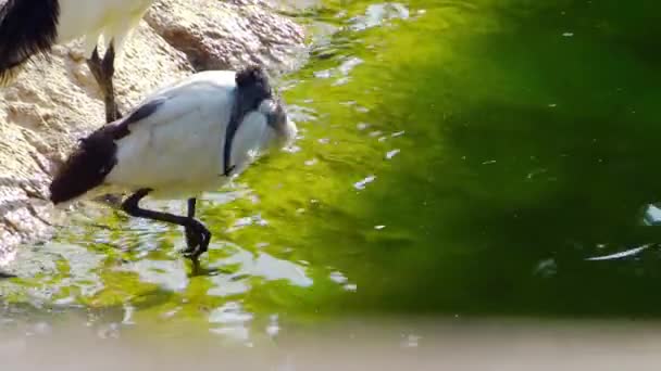Heilige ibis — Stockvideo