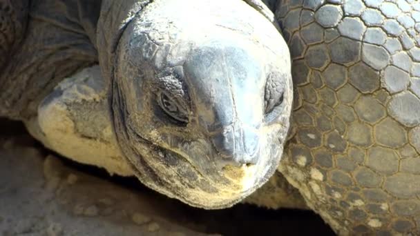 Riesenschildkröte aus nächster Nähe — Stockvideo