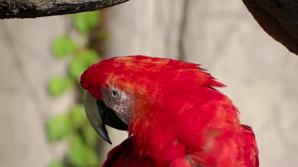 Red parrot — Stock Video