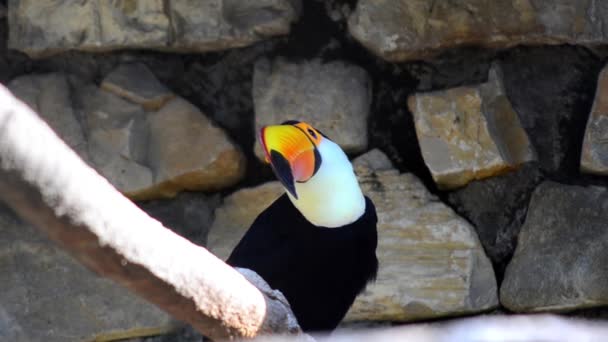 Nice toucan — Stock Video