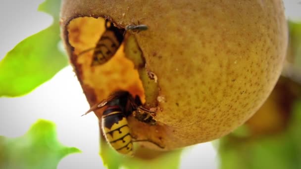 Guêpes dans une poire — Video