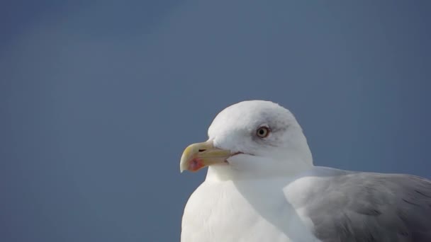 Un gabbiano — Video Stock