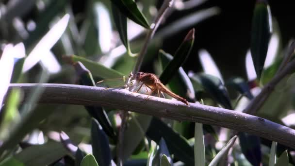 休息的蜻蜓 — 图库视频影像