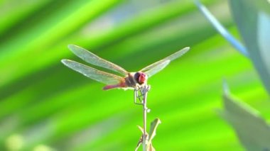 kırmızı bir yusufçuk