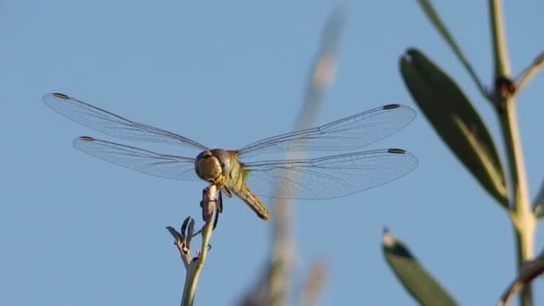 A dragonfly alighting on a twig — Stock Video