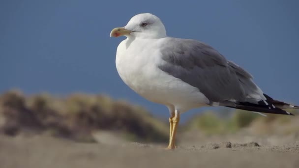 Resting seagull — Stock Video